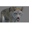 Red Wolf 3d Model Rigged PROmax3D - 9