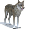 Red Wolf 3D Model PROmax3D - 1