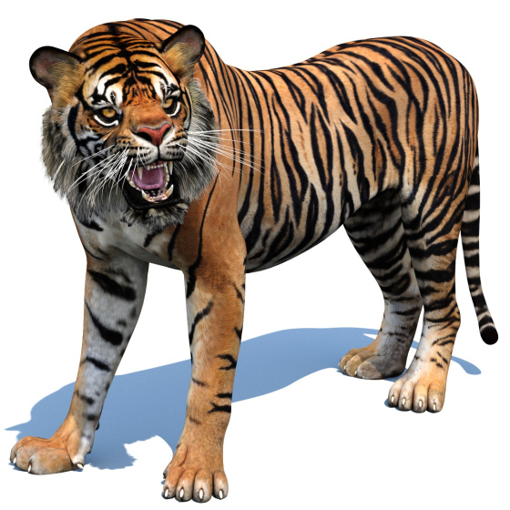 Tiger Animated 3D Model PROmax3D - 1
