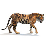 Tiger Animated 3D Model PROmax3D - 3