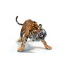 Tiger Animated 3D Model PROmax3D - 4