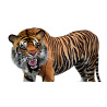 Tiger Animated 3D Model PROmax3D - 11