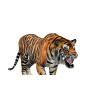 Tiger Animated 3D Model PROmax3D - 12