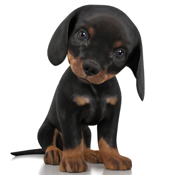 Rigged Dachshund Dog Puppy 3D Model PROmax3D - 1