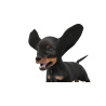 Rigged Dachshund Dog Puppy 3D Model PROmax3D - 5