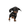Rigged Dachshund Dog Puppy 3D Model PROmax3D - 9
