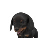 Rigged Dachshund Dog Puppy 3D Model PROmax3D - 12