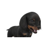 Rigged Dachshund Dog Puppy 3D Model PROmax3D - 13