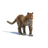 Leopard Animated Fur 3D Model PROmax3D - 4