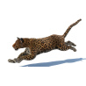 Leopard Animated Fur 3D Model PROmax3D - 7