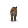 Leopard Animated Fur 3D Model PROmax3D - 9