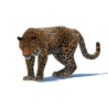 Leopard Animated Fur 3D Model PROmax3D - 10