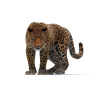 Leopard Animated Fur 3D Model PROmax3D - 11