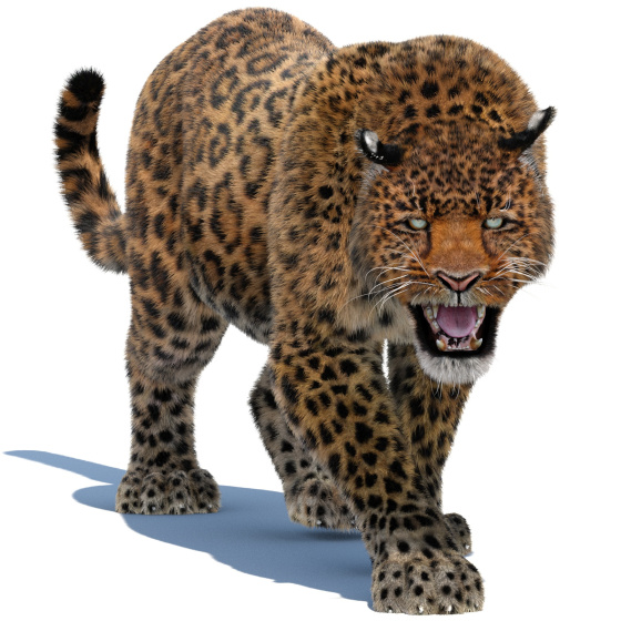 Leopard Animated Fur 3D Model