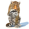 Leopard Animated 3D Model PROmax3D - 1