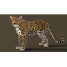 Leopard Animated 3D Model PROmax3D - 6