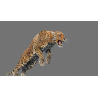 Leopard 3D Model Animated Fur PROmax3D - 4