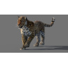 Leopard 3D Model Animated Fur PROmax3D - 7