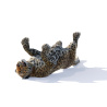 Leopard 3D Model Animated Fur PROmax3D - 8