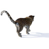 Leopard 3D Model Animated Fur PROmax3D - 9