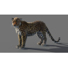 Leopard 3D Model Animated Fur PROmax3D - 11