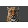 Leopard 3D Model Animated Fur PROmax3D - 13