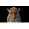 Leopard 3D Model Animated Fur PROmax3D - 14