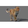 Leopard 3D Model Animated Fur PROmax3D - 16