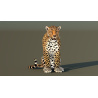 Leopard Rigged 3D Model PROmax3D - 4