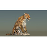 Leopard Rigged 3D Model PROmax3D - 5
