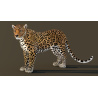Leopard Rigged 3D Model PROmax3D - 6