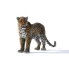 Leopard 3d Model Rigged With Fur PROmax3D - 2
