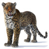 Leopard 3d Model Rigged With Fur PROmax3D - 1