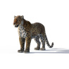 Leopard 3d Model Rigged With Fur PROmax3D - 6