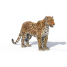 Leopard 3d Model Rigged With Fur PROmax3D - 9