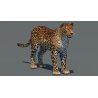Amur Leopard 3D Model PROmax3D - 2