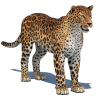 Amur Leopard 3D Model PROmax3D - 1