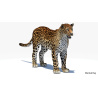 Amur Leopard 3D Model PROmax3D - 3
