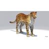 Amur Leopard 3D Model PROmax3D - 4