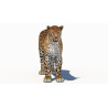 Amur Leopard 3D Model PROmax3D - 6