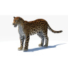Amur Leopard 3D Model PROmax3D - 7