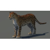 Amur Leopard 3D Model PROmax3D - 8