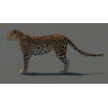 Amur Leopard 3D Model PROmax3D - 9
