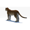 Amur Leopard 3D Model PROmax3D - 10