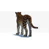 Amur Leopard 3D Model PROmax3D - 11
