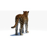 Amur Leopard 3D Model PROmax3D - 12