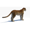 Amur Leopard 3D Model PROmax3D - 13