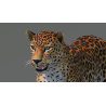 Amur Leopard 3D Model PROmax3D - 14