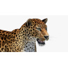 Amur Leopard 3D Model PROmax3D - 17