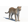 Persian Leopard 3D Model PROmax3D - 2